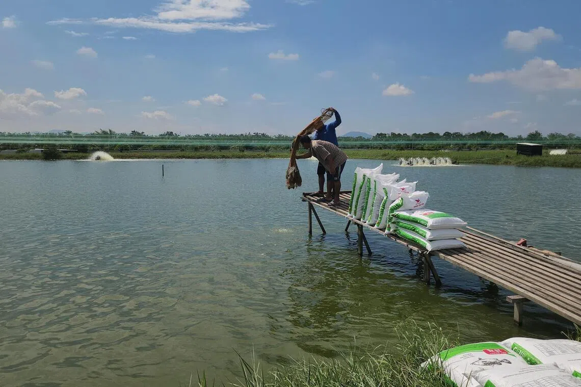 Workers harvest seabass from a pond at a fish farm in Sungai Udang, Penang, on July 1.