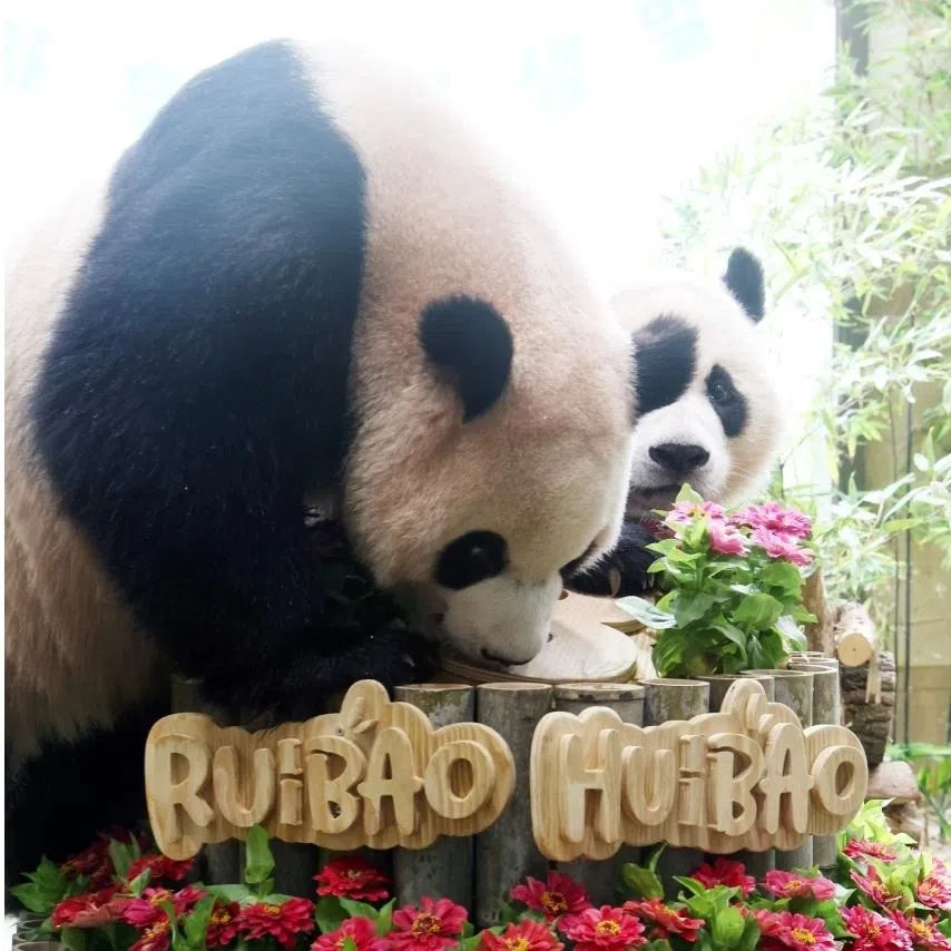 The zookeepers prepared a large birthday cake made of bamboo for the pandas.
