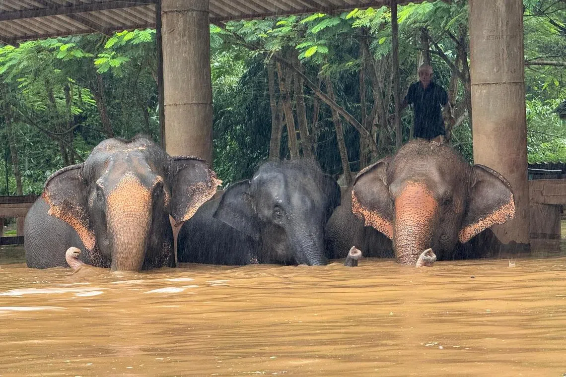 The elephant sanctuary's founder has requested urgent help from Thai authorities, amid rising water levels. 