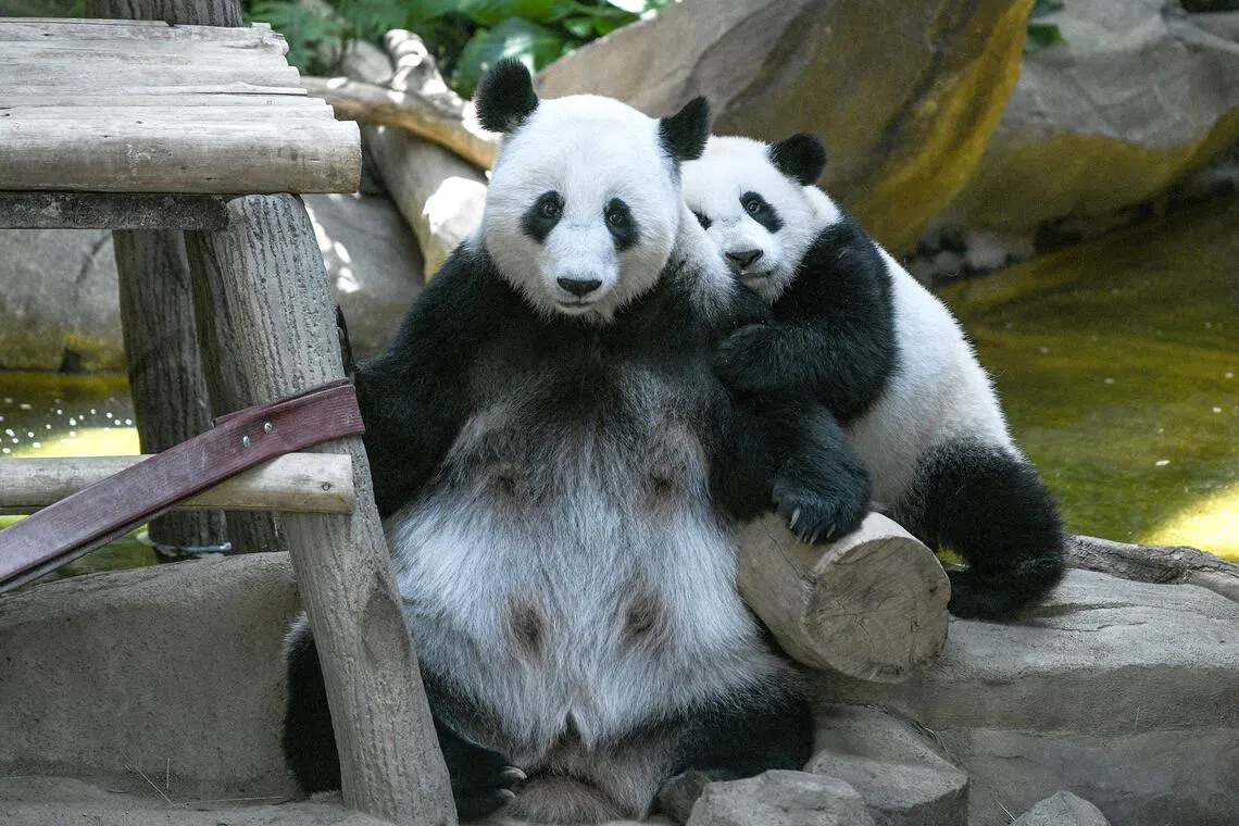 The pandas’ imminent arrival follows the renewal of Malaysia’s long-standing panda loan programme with China.