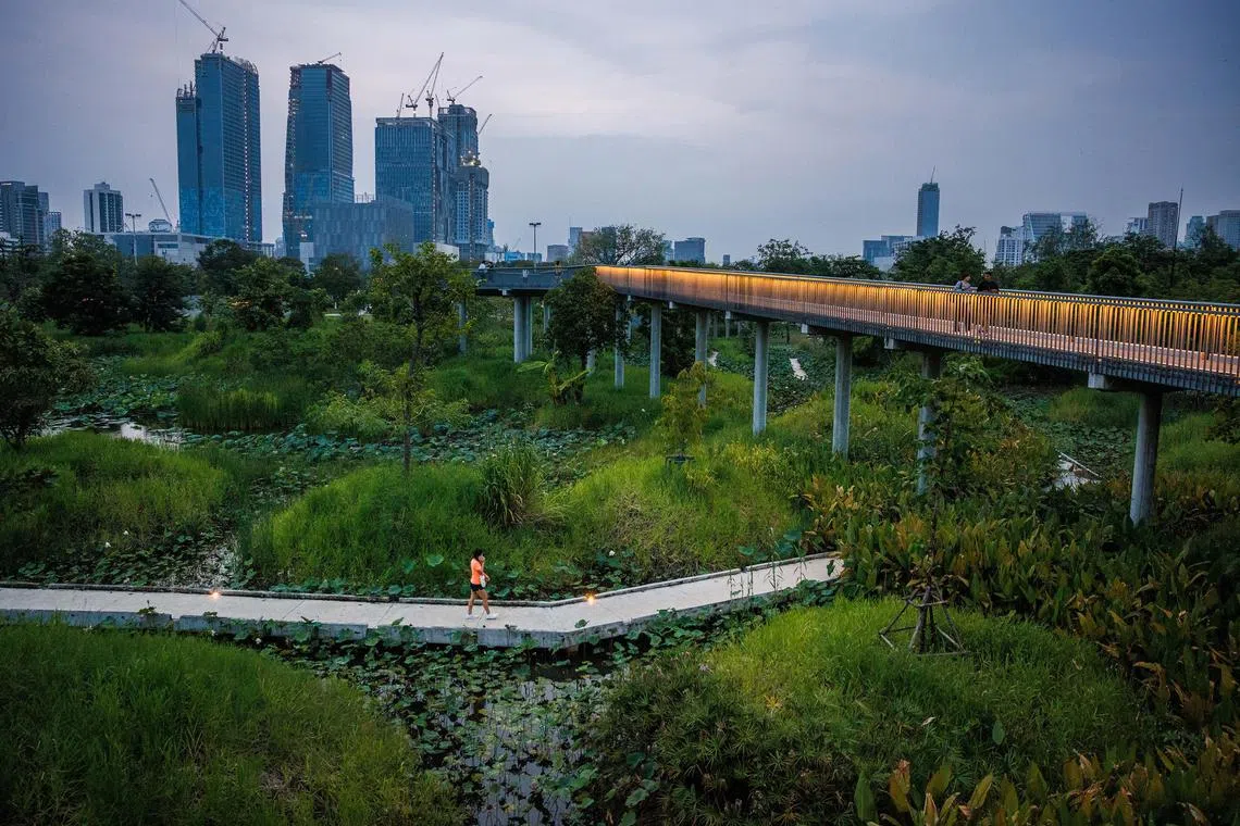 Visitors walk along the ground-level pathway at the newly expanded Benjakitti Park in central Bangkok, where trees and wetlands now thrive on the site of a former cigarette factory, Oct. 5, 2023. In the heart of this megacity, an industrial site has been turned into an oasis for residents, as well as birds, bats and mosquito-eating dragonflies. (Lauren DeCicca/The New York Times)