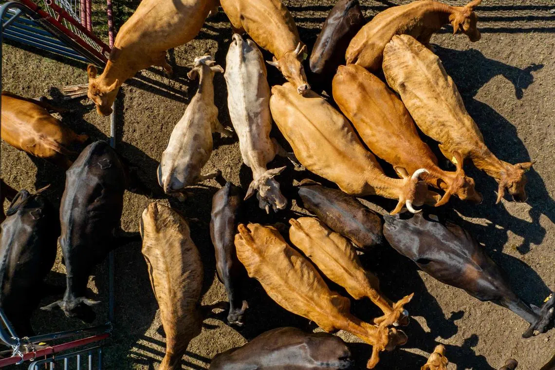In an aerial view, cattle is seen herded together in preparation for a cattle auction on June 28, 2023 in Quemado, Texas. A prolonged drought is shrinking livestock herds and driving beef prices to record highs in the US, even as consumption is growing stronger.
The headline rate of inflation has slowed in recent months, with a 3.7 percent reading in September, year over year. But steak is still riding high, up 9.7 percent, according to the US Bureau of Labor Statistics. (Photo by Brandon Bell / GETTY IMAGES NORTH AMERICA / AFP)