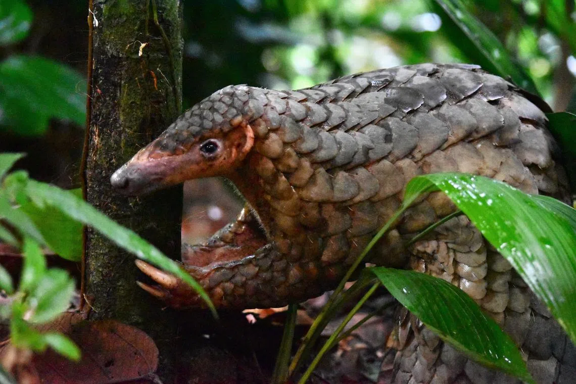Mostly found in Singapore's primary and secondary forests, Pangolins face risks from poaching despite the fact that it is a protected species.
