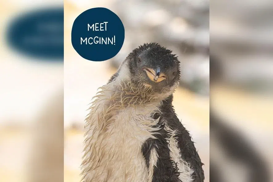 The chick reportedly hatched on April 27.