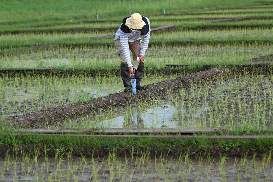The Philippines, one of the world’s top rice buyers, is encouraging private traders to ramp up imports.