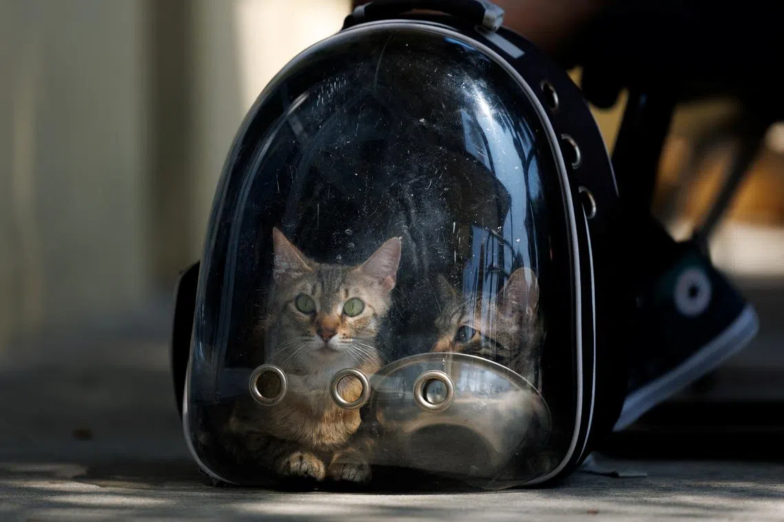 A man drops off two stray kittens in a clear plastic backpack at the County of Los Angeles Department of Animal Care and Control as the shelter struggles with overcrowding caused by pets abandoned during recent ICE raids, in Downey, California, U.S., July 29, 2025. REUTERS/Mike Blake