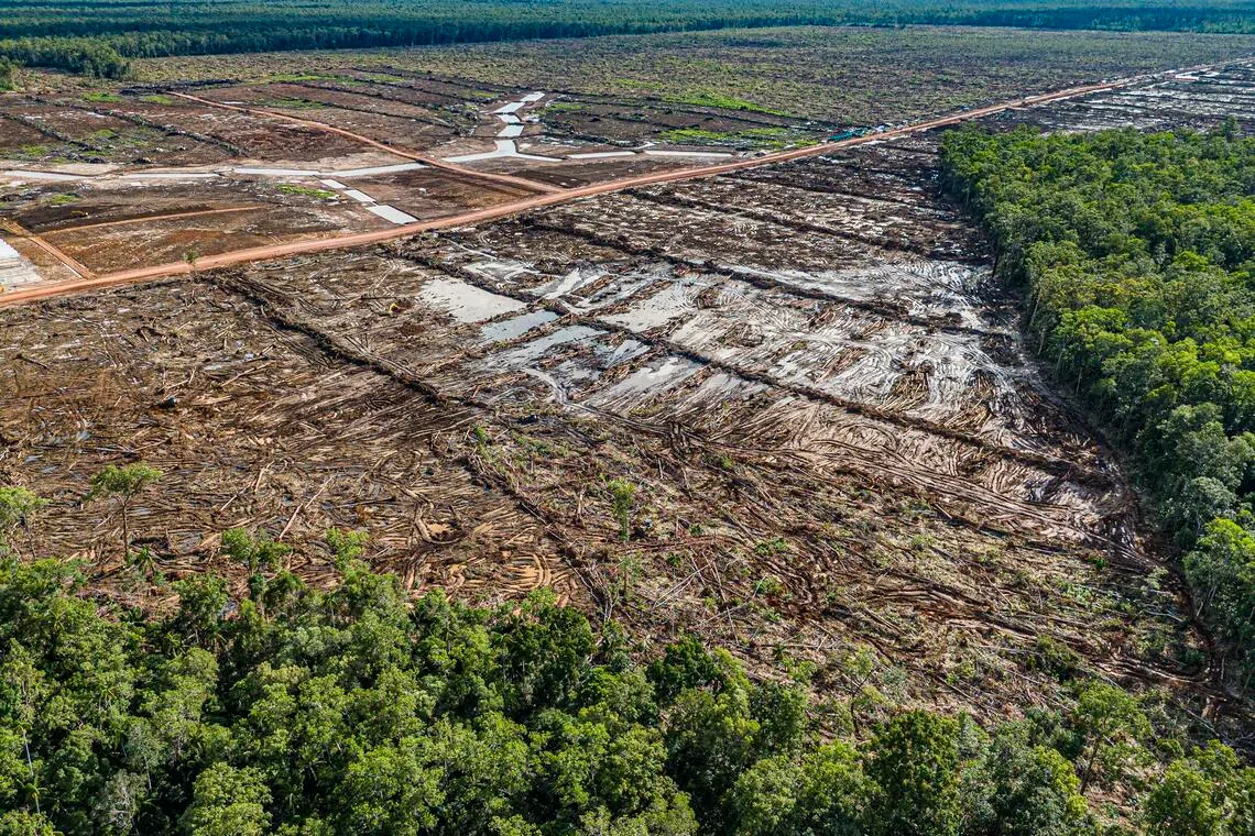 This handout photo taken in Merauke regency, South Papua, on March 17, 2025, and released by Mighty Earth shows a deforested area that will be converted into a sugar cane plantation.