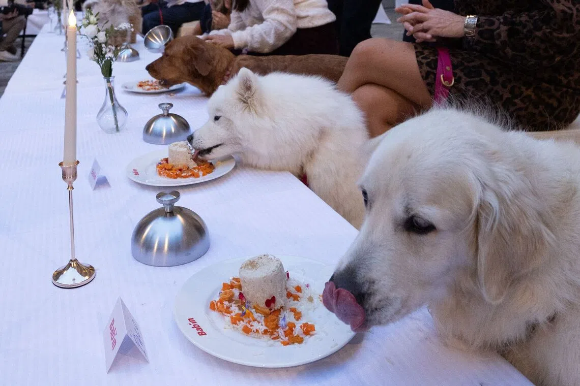 TOPSHOT - Dogs enjoys their meal during the Grand Dinner for Dogs, organized by French chef Thierry Marx, at the Carnavalet Museum in Paris on September 28, 2026. (Photo by Xavier GALIANA / AFP)