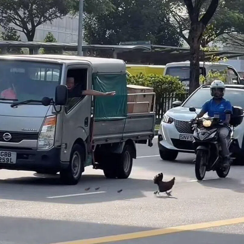 Netizens praising the motorists for ensuring the chickens’ safety and joking that the animals should be fined for jaywalking.