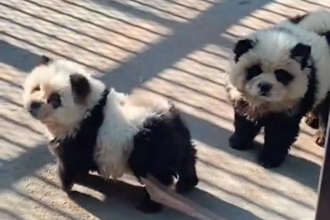 According to local Chinese reports, the animals are chow chows that have been dyed to look like giant pandas.