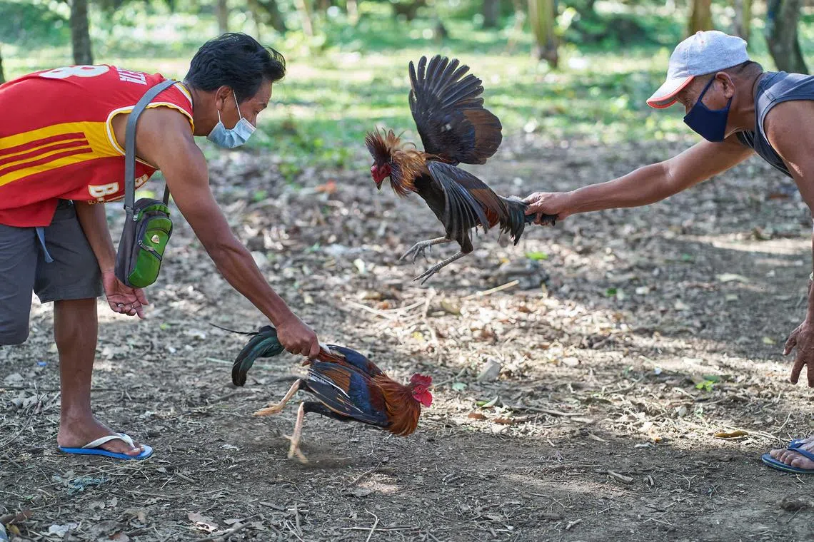 Korean Air bans roosters on US-Philippines routes amid cockfighting outcry