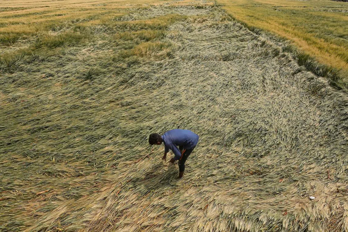 A farmer checks wheat crop damaged due to unseasonal rain and hailstorm in Bagli village on the outskirts of Bhopal, India.