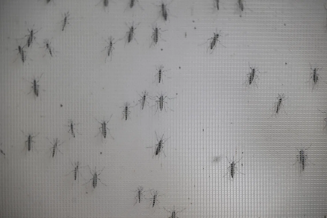Adult Aedes aegypti mosquitoes at NEA’s mosquito production facility at Techpark II on Sep 1.