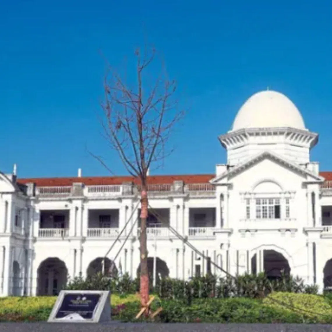 Studies are being conducted to see if the tree can be planted elsewhere where it can thrive.