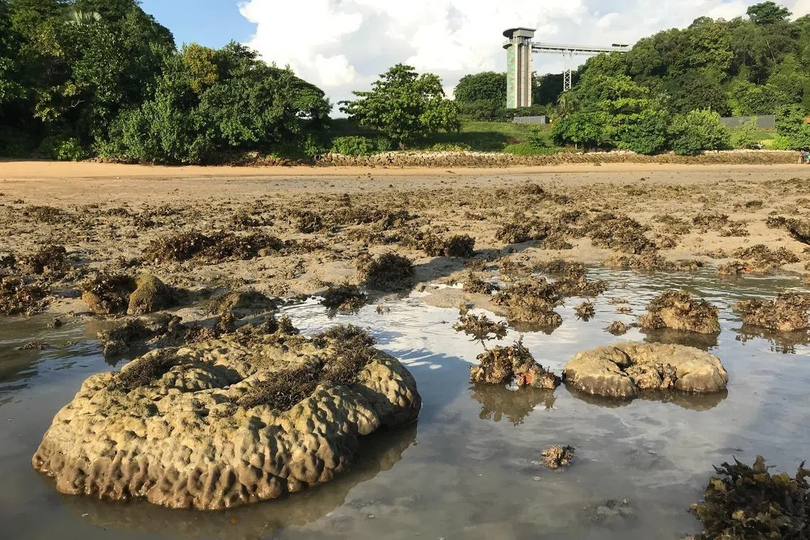 Using long-dead corals, NTU scientists can trace sea-level histories for more accurate projections