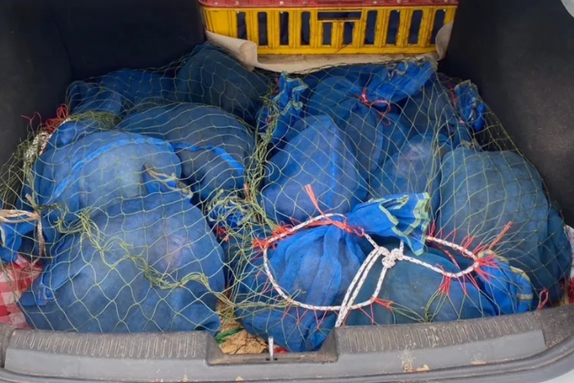 Police in Thailand found 27 sedated long-tailed macaques that were tied up and stuffed inside mesh bags.