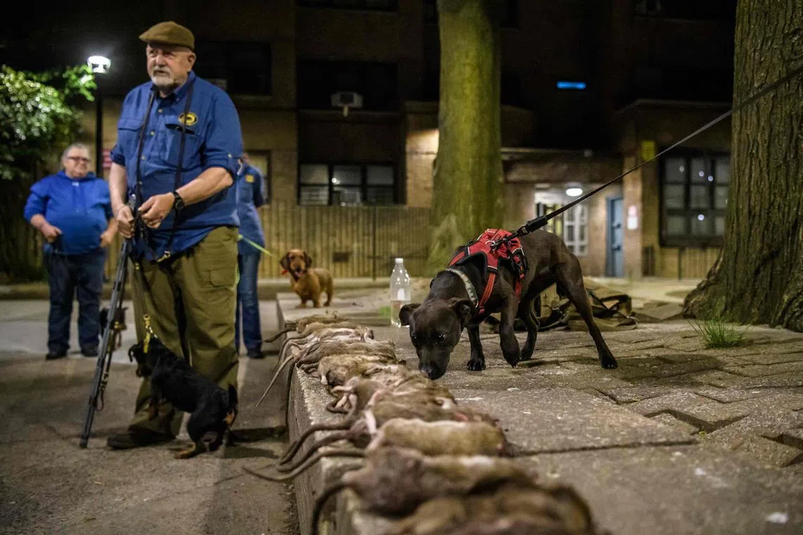 The Ryder's Alley Trencher-fed Society members meet with their dogs to vermin control a Manhattan neighbourhood on May 14, 2021.
