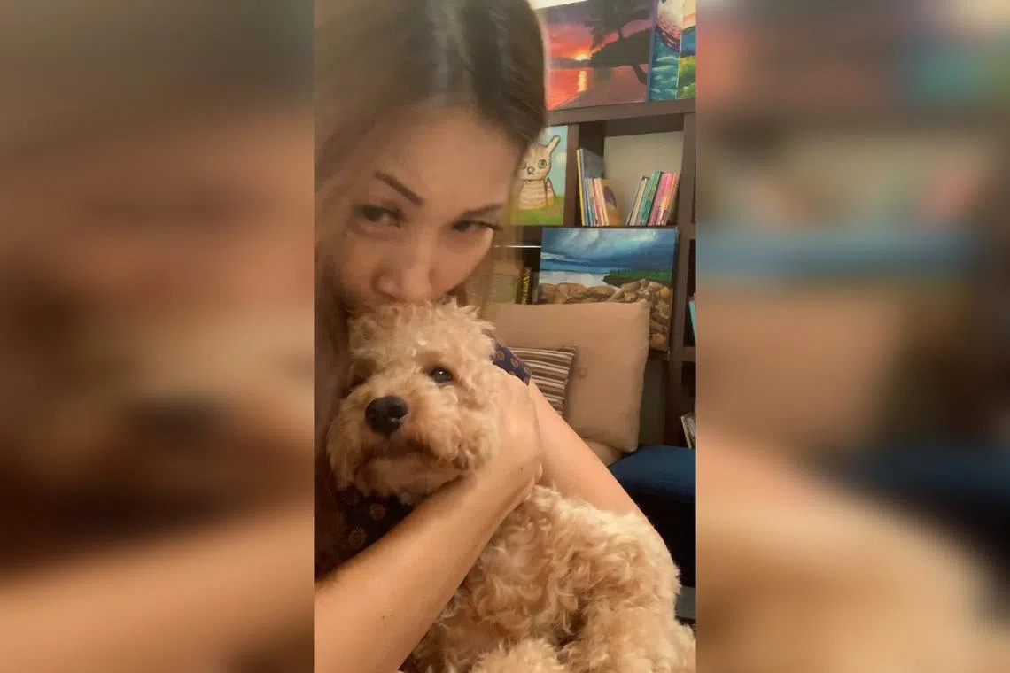 Ms Jennifer Fan and Milo the maltipoo. The dog spent more than a week in the ICU of a vet hospital after it was attacked.