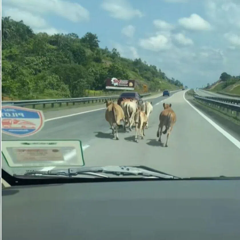 Seven cows were caught on camera trotting along a highway in Malaysia.