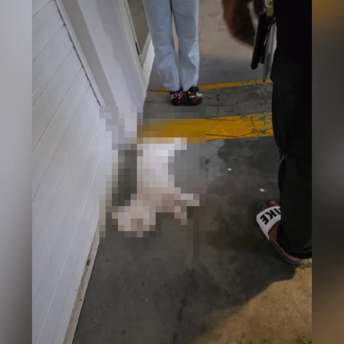 SPCA received a call in the evening of Feb 19 about a small white dog that was suspected to have fallen from height.