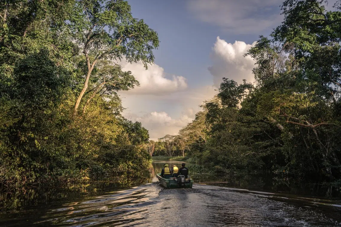 **EMBARGO: No electronic distribution, Web posting or street sales before THURSDAY 12:01 A.M. ET, MARCH 14, 2024. No exceptions for any reasons. EMBARGO set by source.** Visitors on a boat tour of a river in the Kinabatangan wildlife sanctuary, in Sabah state, Malaysia on Feb. 15, 2024. A new regulation aims to rid the palm oil supply chain of imports that come from former forestland. Southeast Asian countries say it threatens livelihoods. (Jes Aznar/The New York Times)