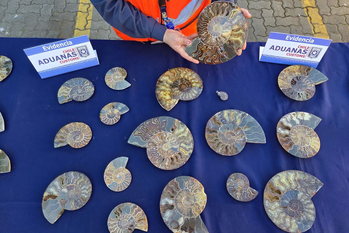 Chile seizes more than 200 fossils of extinct mollusks