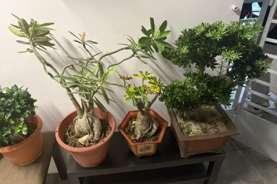 Seen here are some of the potted plants stolen at Block 418, Yishun Avenue 11.