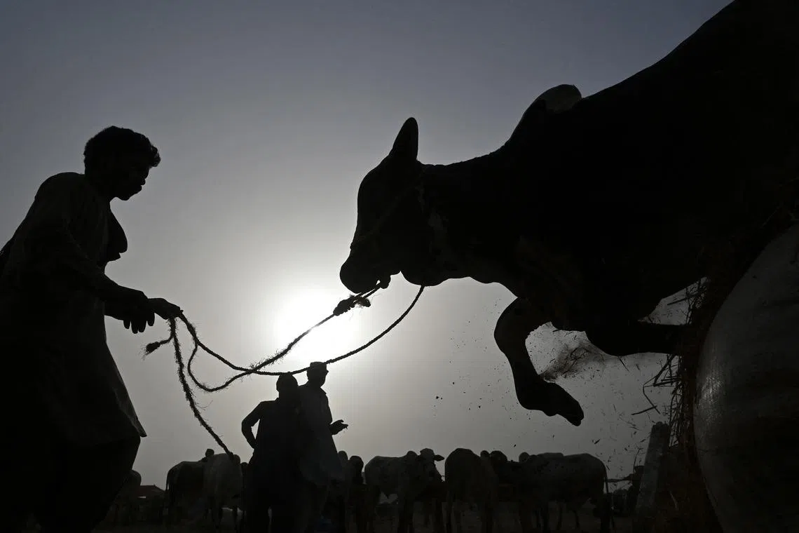 Livestock vendors offloading cattle from a truck at a market ahead of the Muslim festival of Eid al-Adha, on the outskirts of Karachi, on May 25, 2025. 