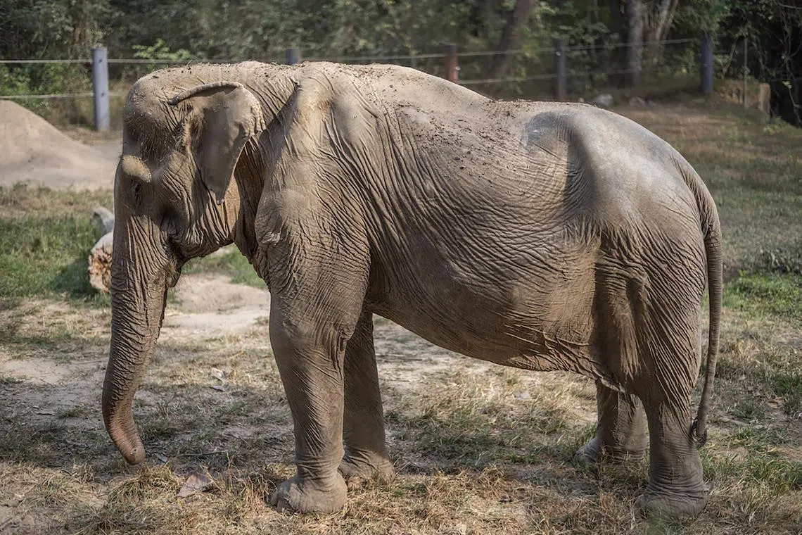 Made to carry tourists - up to six at a time- for 25 years of her life, Pai Lin's spine has suffered irreversible damage. Elephants typically have a dome shaped back. 