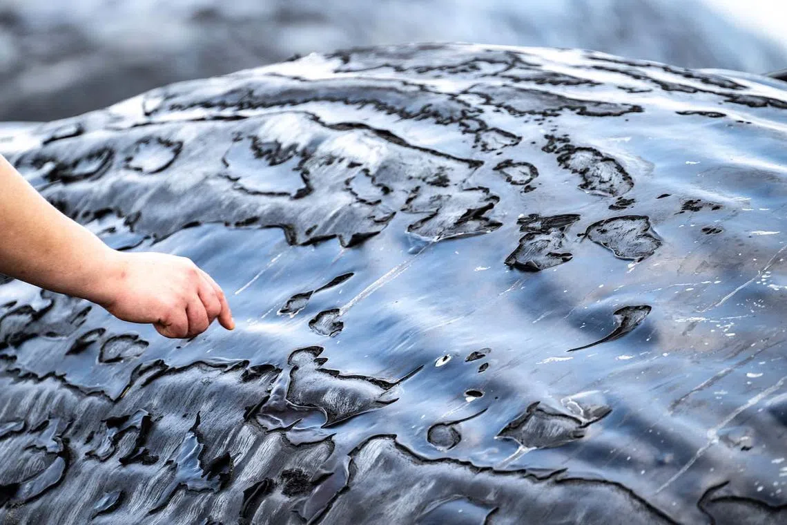 Details seen on a dead sperm whale on Heisaura Beach in the city of Tateyama, Chiba Prefecture, Japan, on July 31, 2025. 