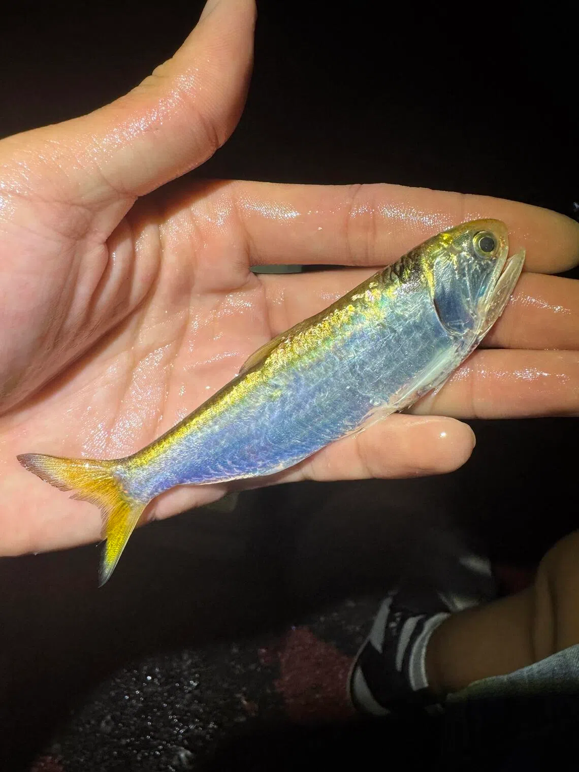 The Dussumier’s thryssa, an anchovy that is the mascot of the Ichthyological Society of Singapore.