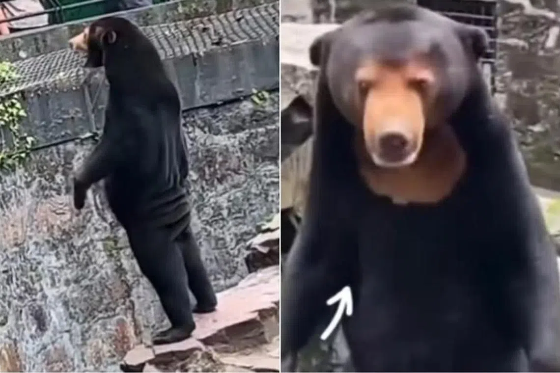 A Malayan Sun bear named Angela has become a top draw for Hangzhou Zoo in China's Zheijiang province.   