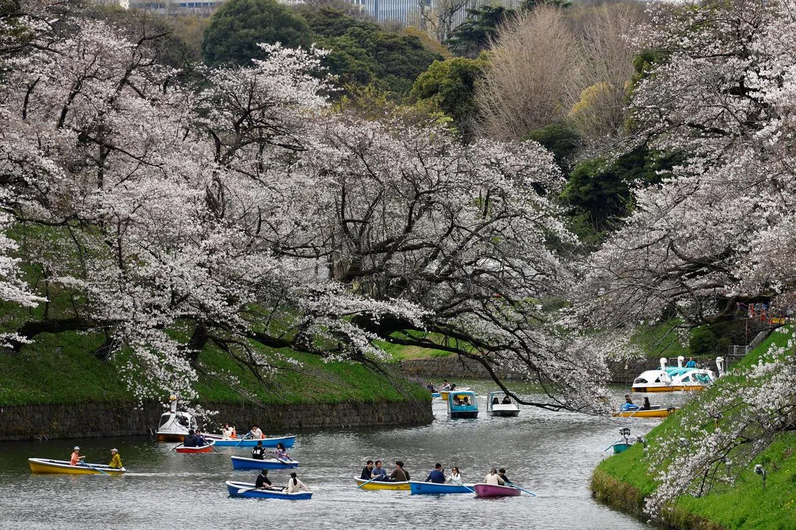 Visitors riding boats next to cherry blossoms at Chidorigafuchi Park in Tokyo, Japan, on April 4, 2024. 