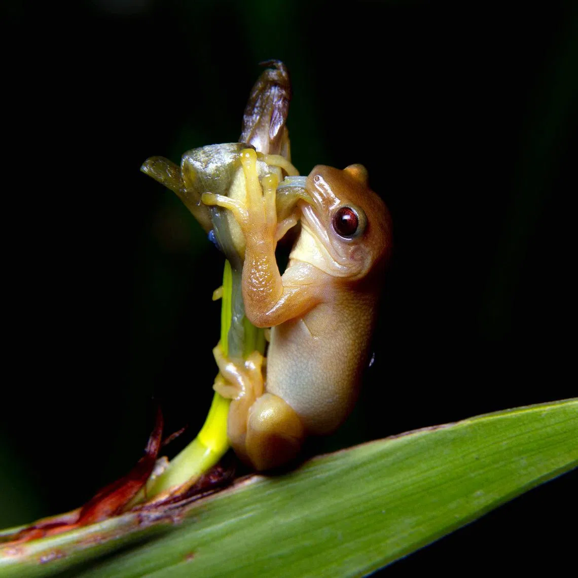 aefrog29



Credits: Carlos Henrique De-Oliveira-Nogueira, Master's in Animal Biology