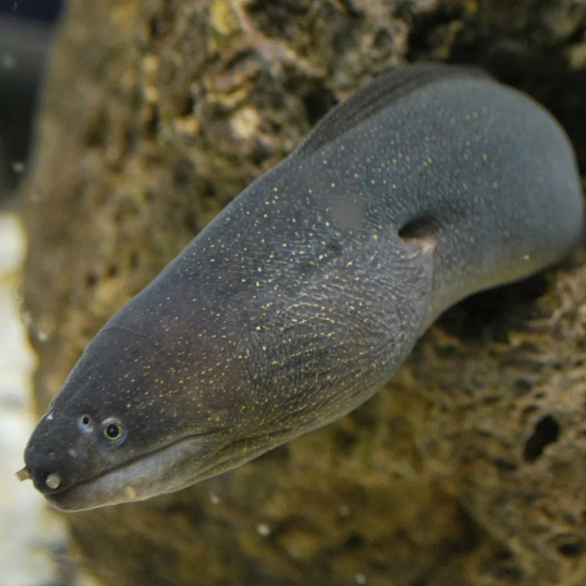 Almost all eels consumed worldwide belonged either to the American eel, Japanese eel or European eel species.
