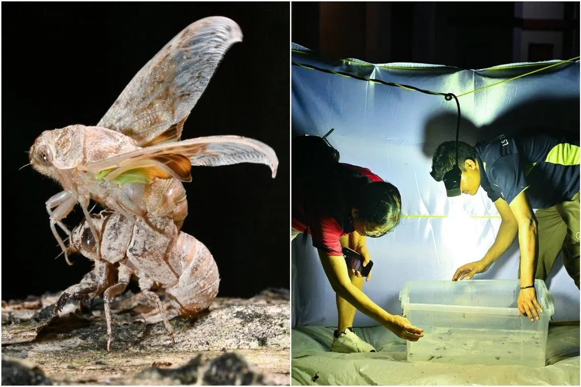 More than 7,000 cicadas caught in Tampines Changkat by task force