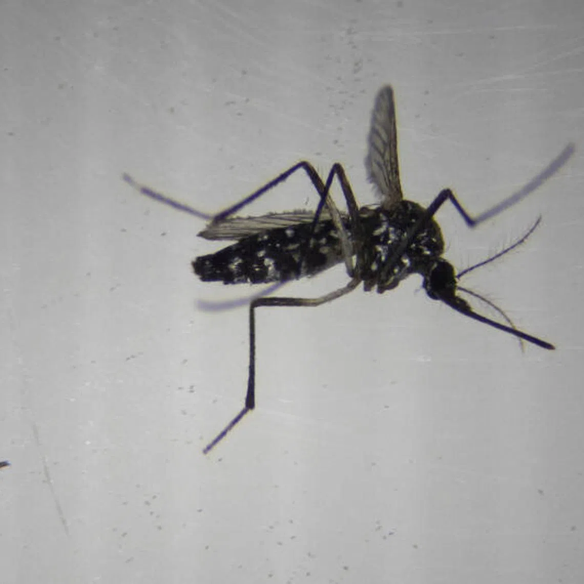 Carried by the Aedes mosquito, the chikungunya virus was first detected in southern Tanzania in the 1950s.
