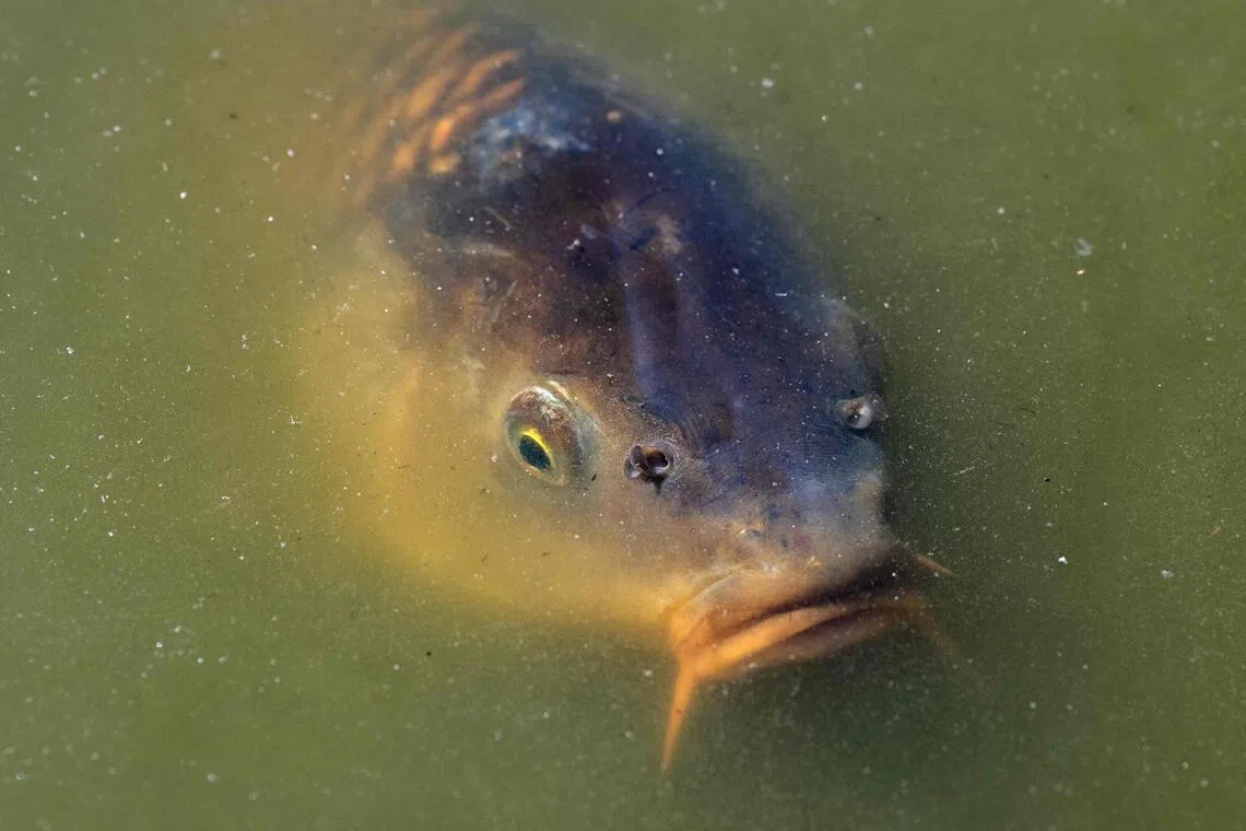 A carp, a freshwater fish, at the Parc Floral in eastern Paris on July 29, 2025..