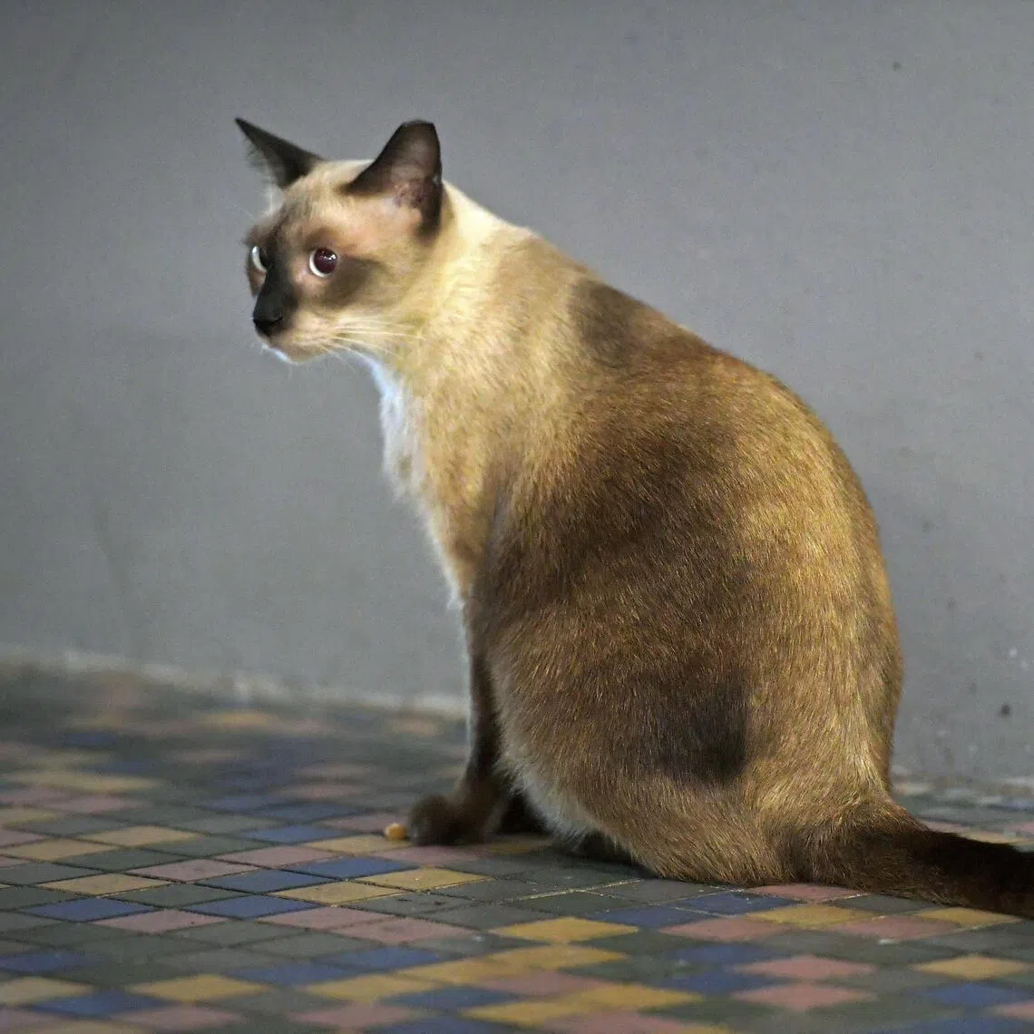 It will be an offence to keep unlicenced pet cats from Sept 1.