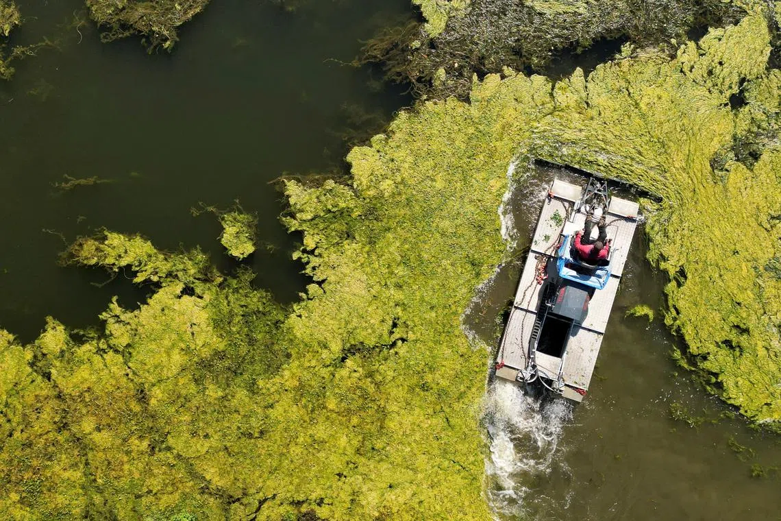 An amphibious reaper machine cutting algae which covered the Canal de Saint-Quentin after a recent heatwave, in Vaucelles, France on Sept 18.