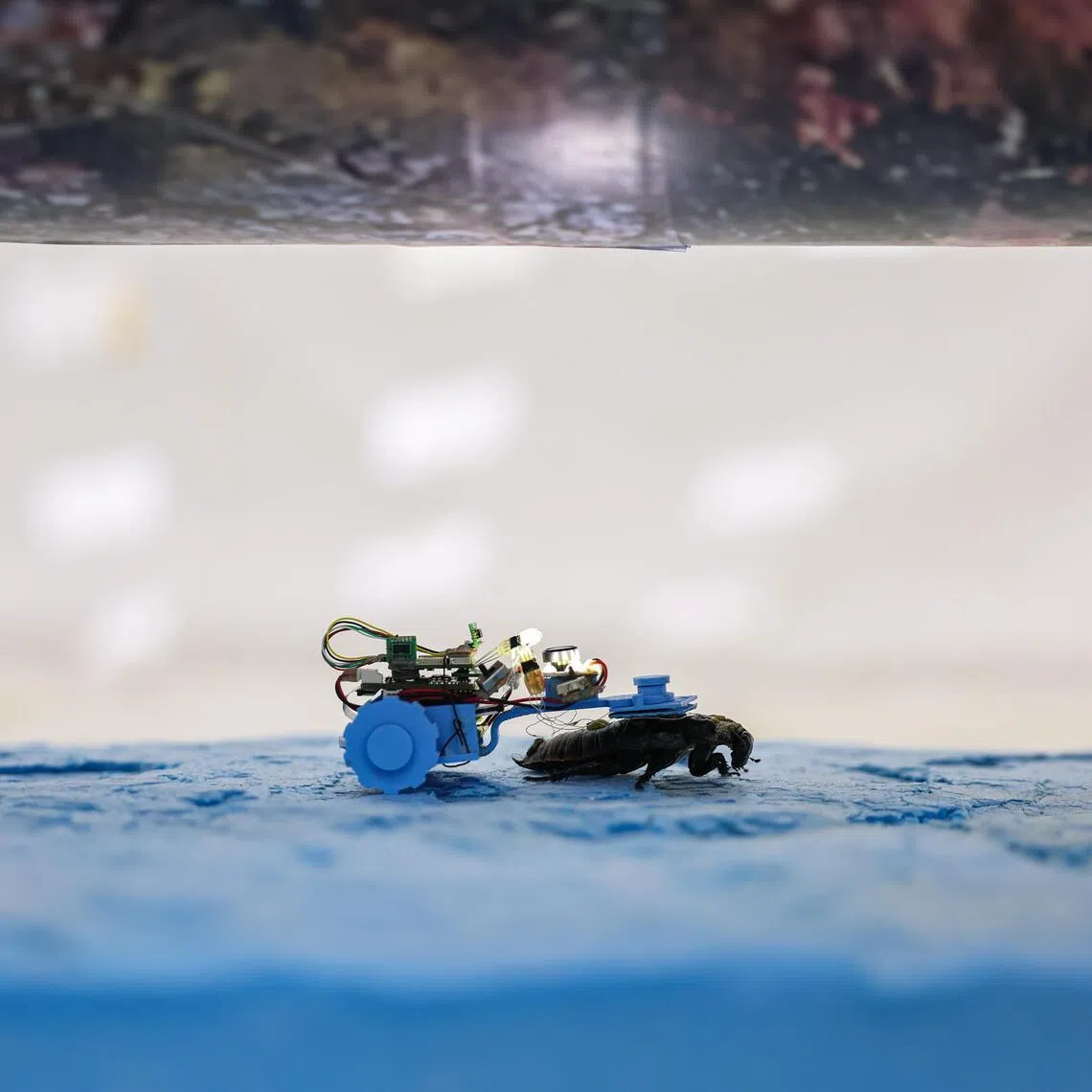 A Madagascar hissing cockroach inspecting the underside of a pipe in a mock-up scenario at Nanyang Technological University on Feb 11, 2026.  