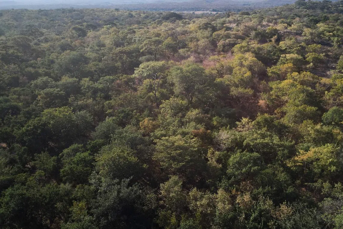 Offset credits are generated from projects such as planting trees or switching to less polluting fuels.