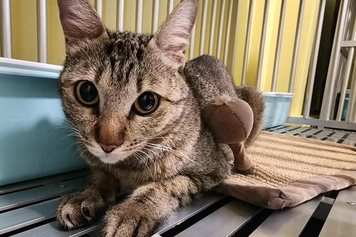 Maple is a two-year-old female tabby cat that is looking for a forever home.