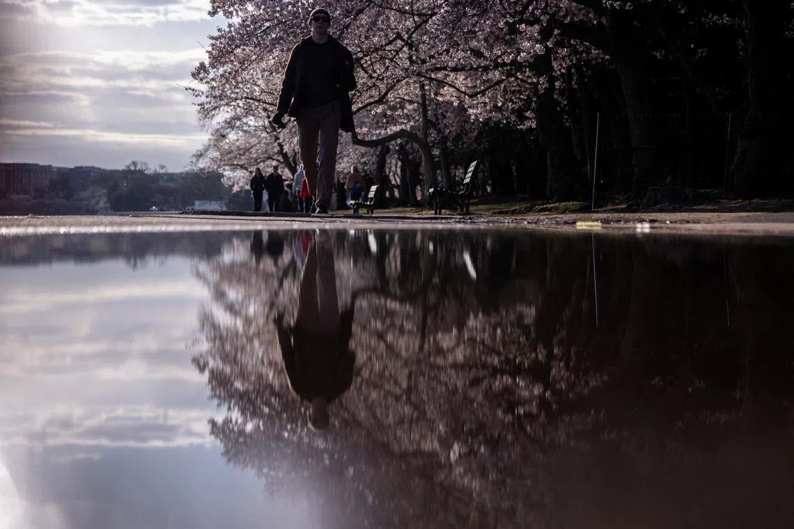 People walking past cherry blossoms along the Tidal Basin in Washington, D.C., U.S., on March 26, 2025. 