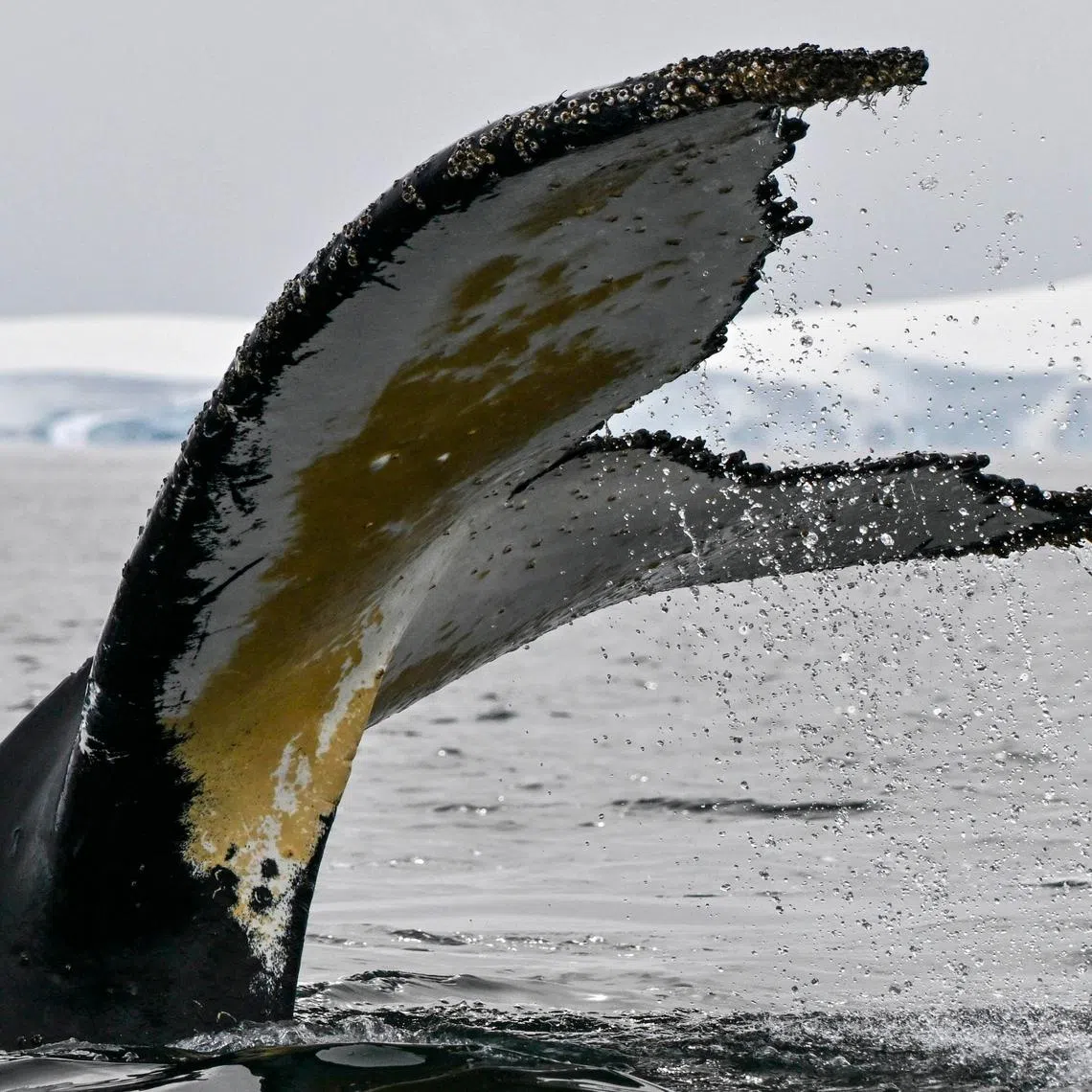 The significance of whales to Maori and other Indigenous groups is twofold.