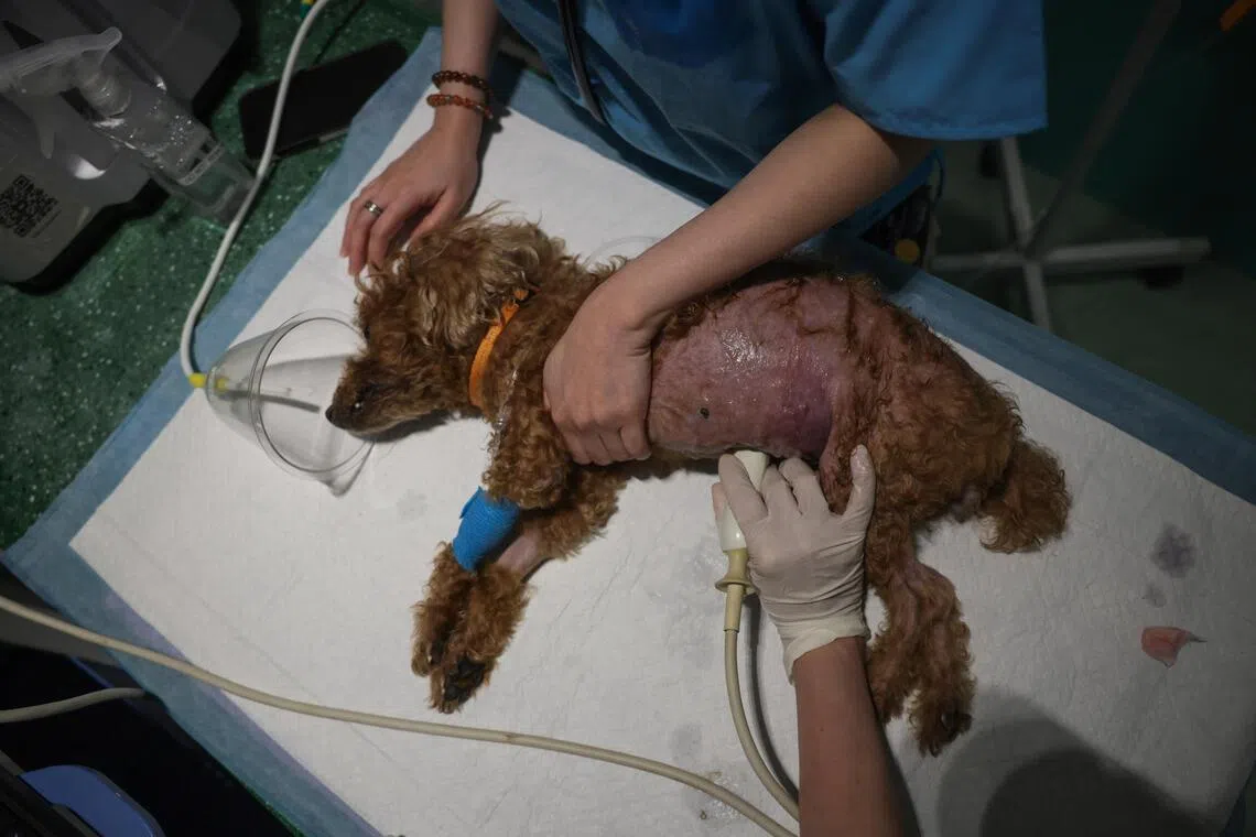 During a post-operative check on April 17, 14-year-old poodle Coco developed a hard, bloated abdomen and fever. Veterinarian Tammie Wong uses a stomach tube to relieve the pressure during emergency treatment.
