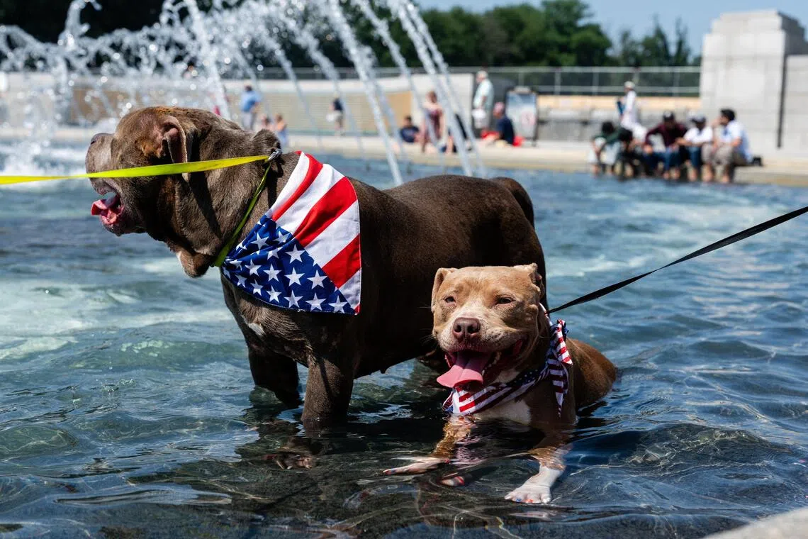 Monkey and Chloe cooling off in a fountain in Washington, DC, on July 3. The average temperature for the month in the 48 states, excluding Alaska, Hawaii and overseas territories, was 76.9 deg F (24.9 deg C).