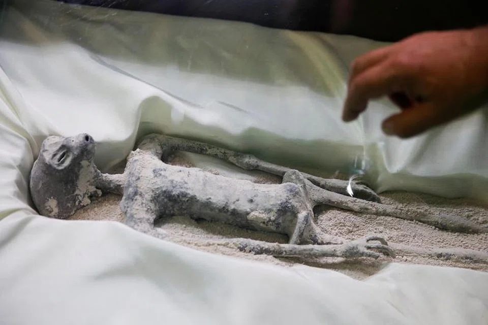 A tiny body of a specimen, that Mexican journalist and UFO enthusiast ...