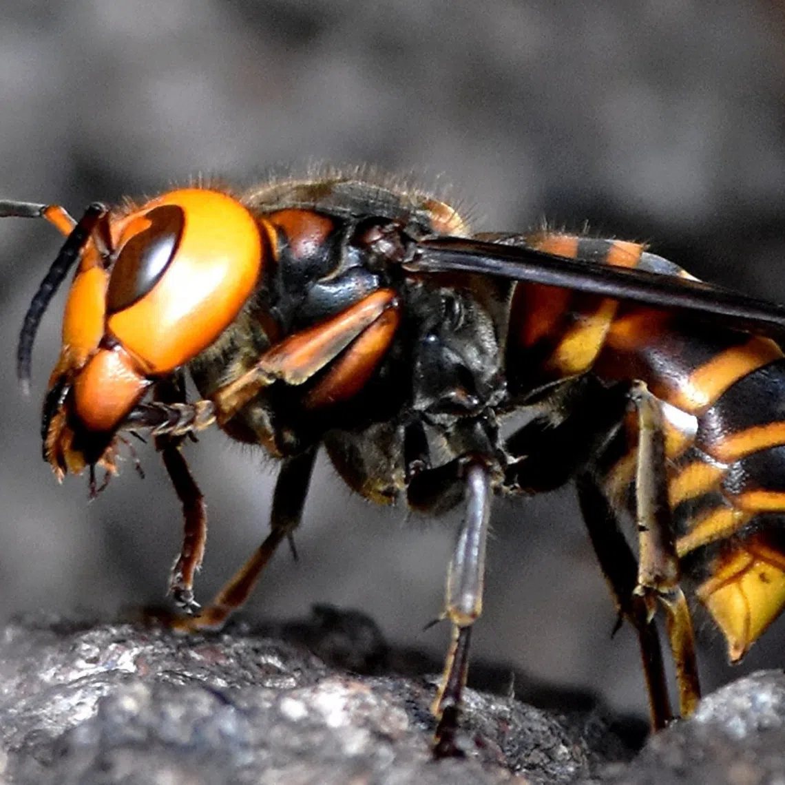 The American man and his teenage son were attacked by a swarm of Asian giant hornets - an invasive, predatory insect dubbed “murder hornets”.