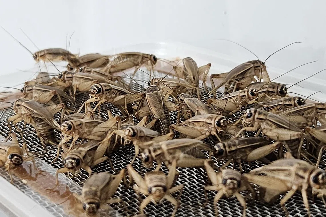 Crickets being harvested for R&D in a pilot farm by Future Protein Solutions.